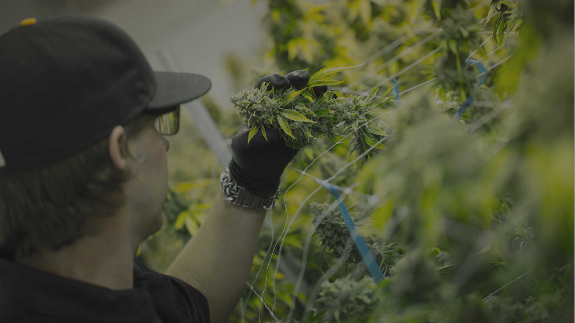 Mr. Natural - Cultivation Inspection of Cannabis Plants in Grow Facility