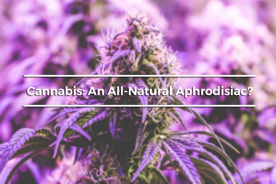 mr. natural-mr-natural-cannabis-aphrodisiac-forest-marijuana-cannabis-purple