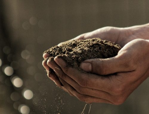Hydro vs. Soil – What’s the Difference?